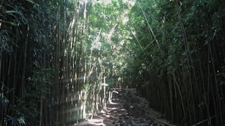 Lush bamboo grove with sunlight filtering through tall green stalks, embodying renewal and growth.