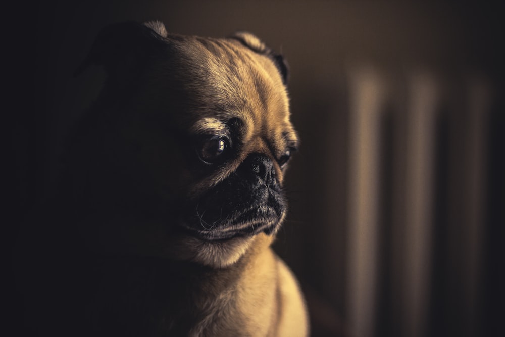 selective focus photography of fawn pug puppy