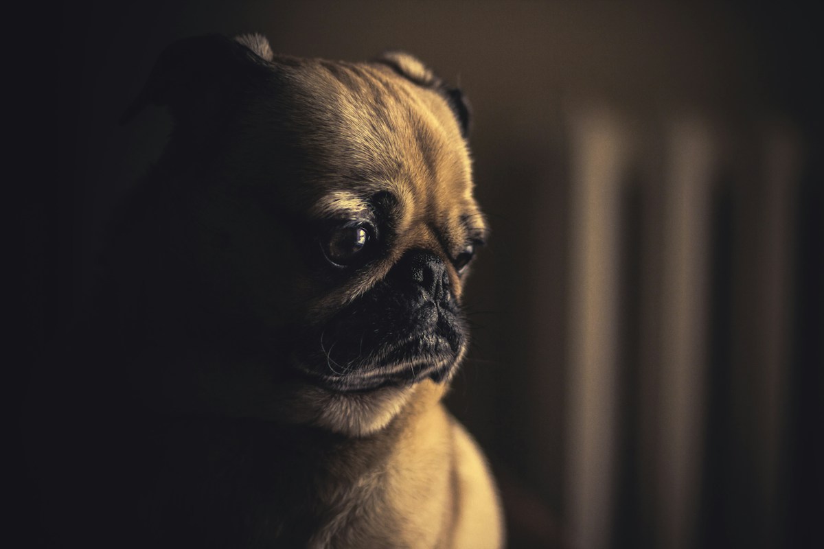 Pug fulvo de perto com olhar expressivo