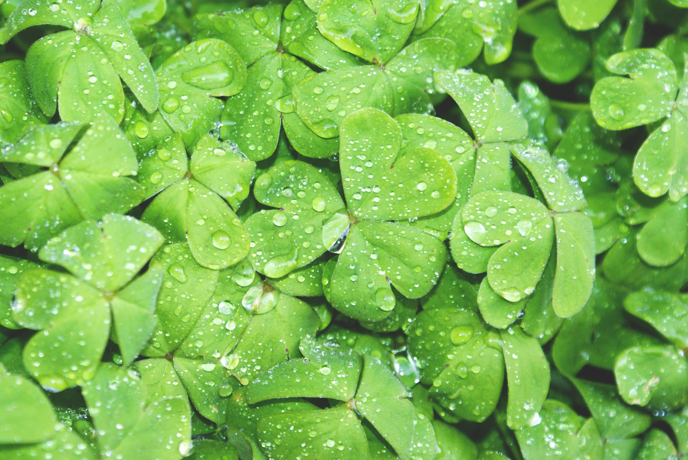 Green leaf covered with water droplets