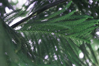 A serene image of green Ayurvedic herbs and golden accents reflecting natural luxury.