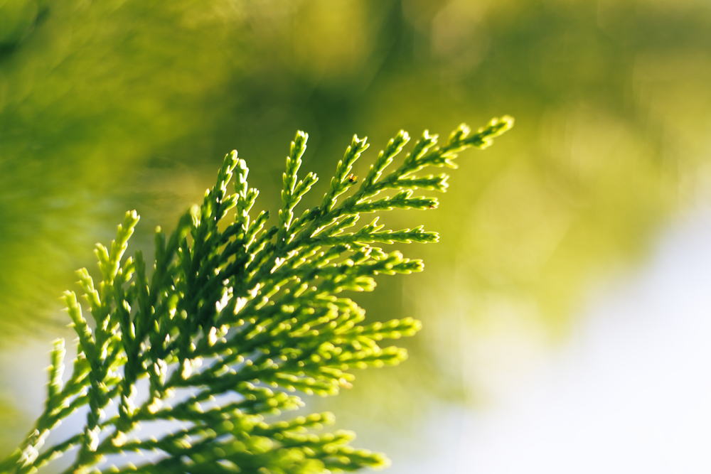 macro photography of green plant