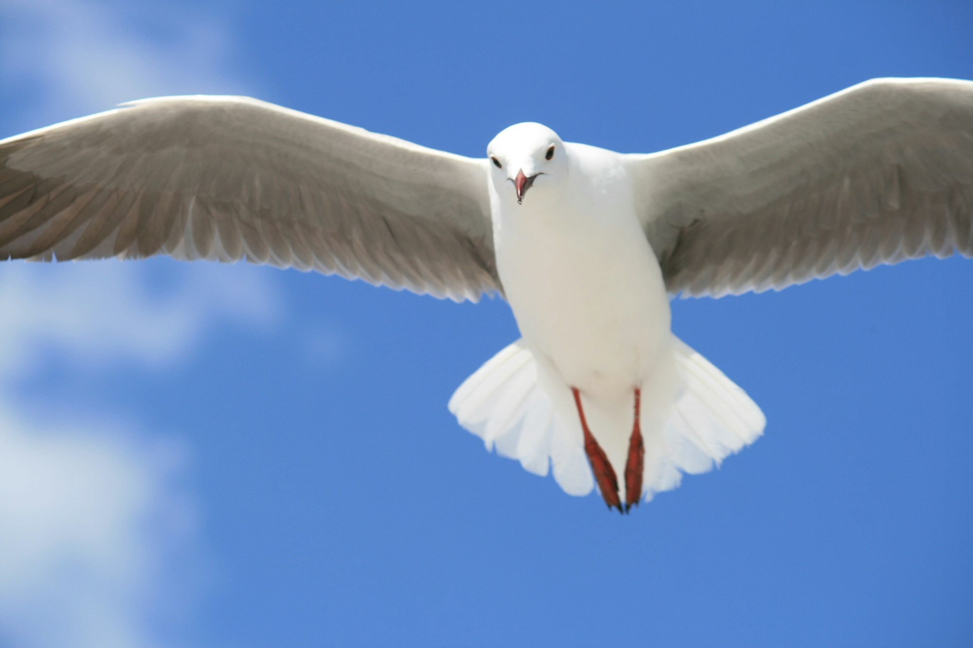 Snow-white gull in flight