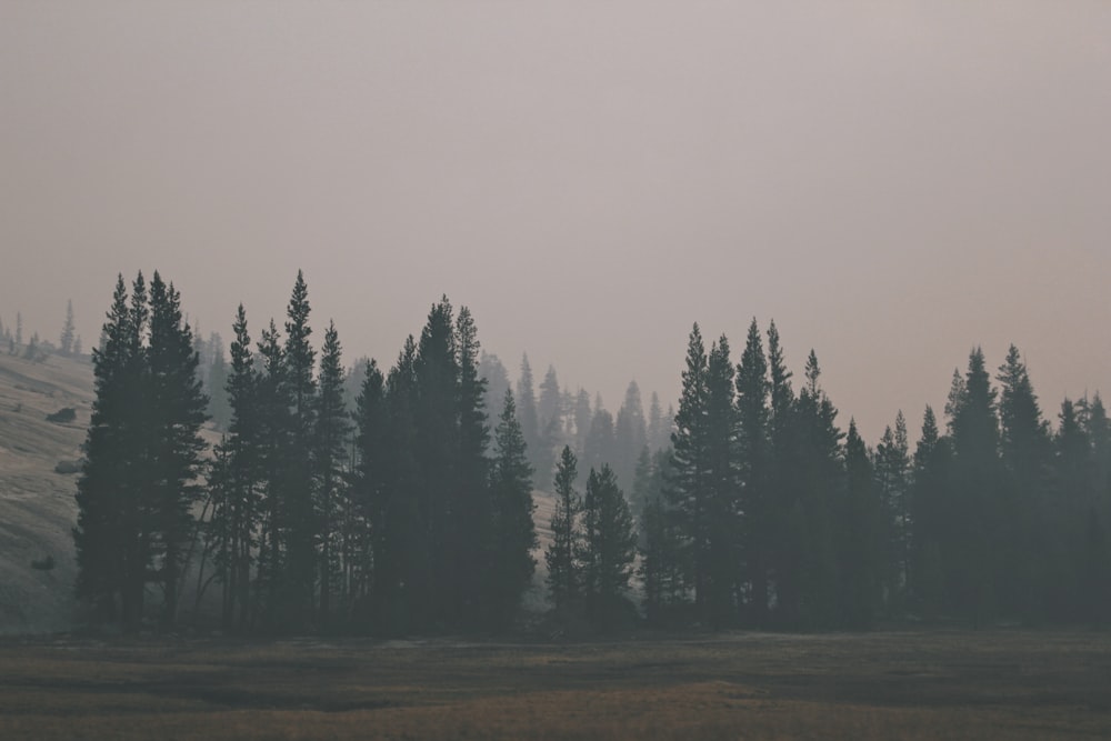 trees near mountain