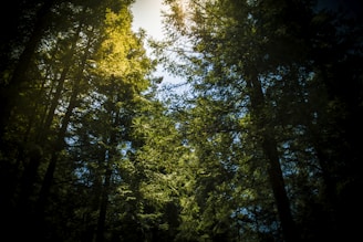 A dense forest with tall trees and sunlight filtering through the leaves.