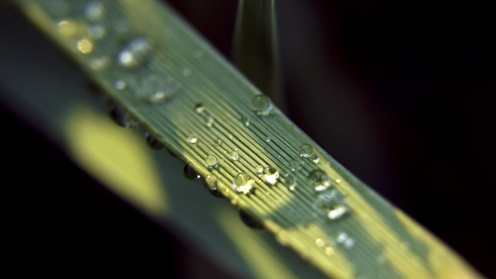 water droplets on green leaf