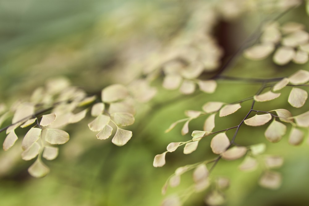 white flowers in tilt shift lens