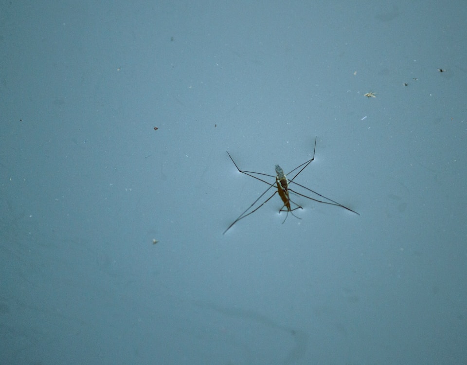 brown and black insect on blue surface