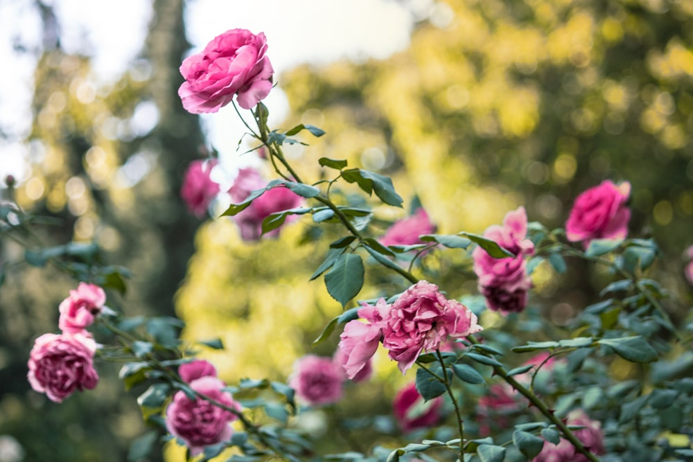 pink flowers on tree branch during daytime