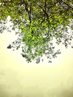 A canopy of lush green tree branches and leaves against a bright sky, creating a natural ceiling of foliage.