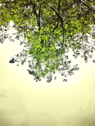 A canopy of lush green tree branches and leaves against a bright sky, creating a natural ceiling of foliage.
