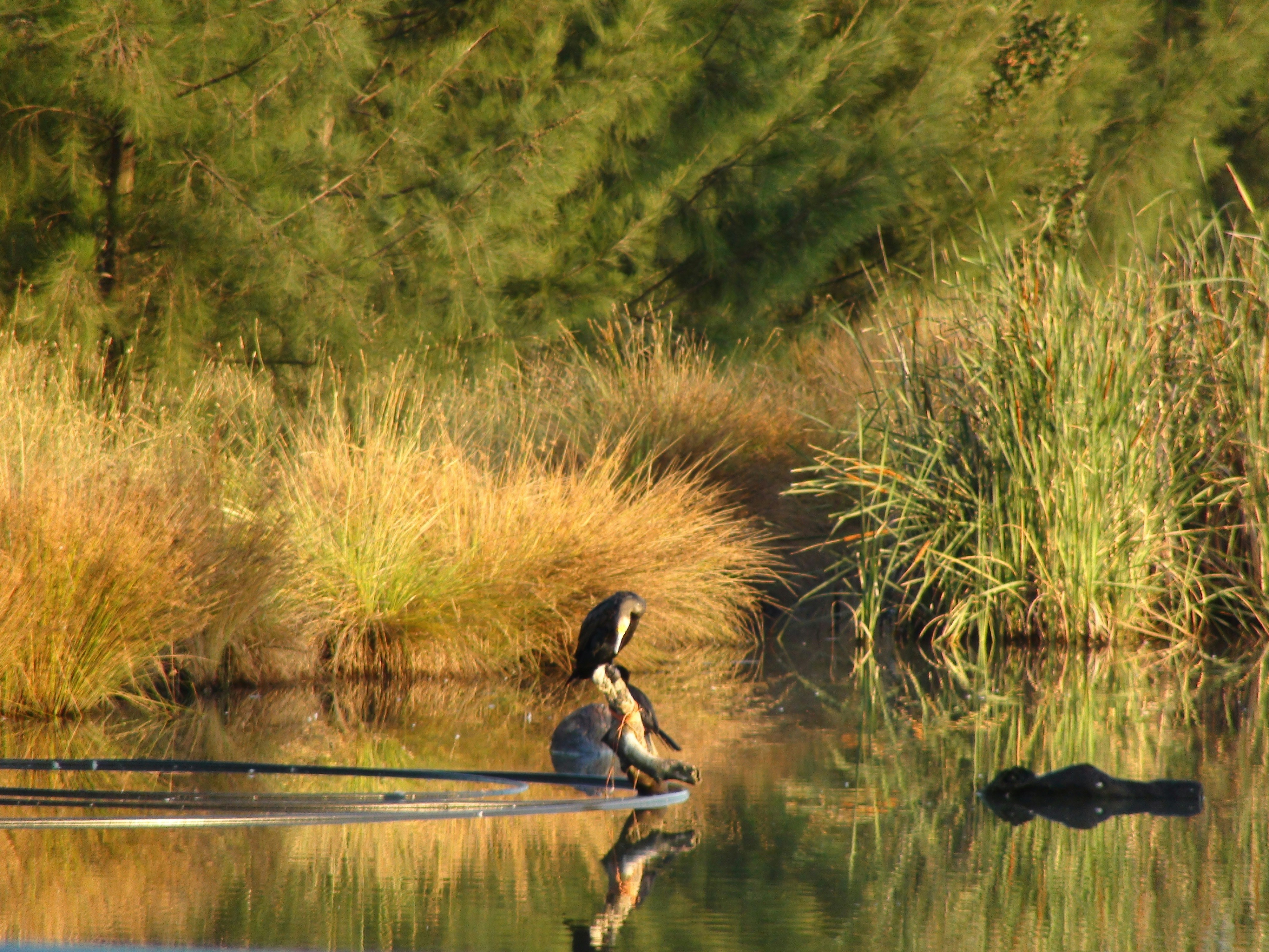 Free Unsplash photo from Siva Kalyan