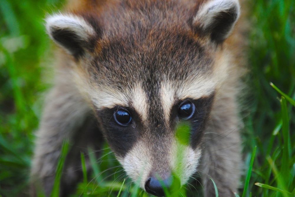 緑の芝生の上のアライグマのクローズアップ写真