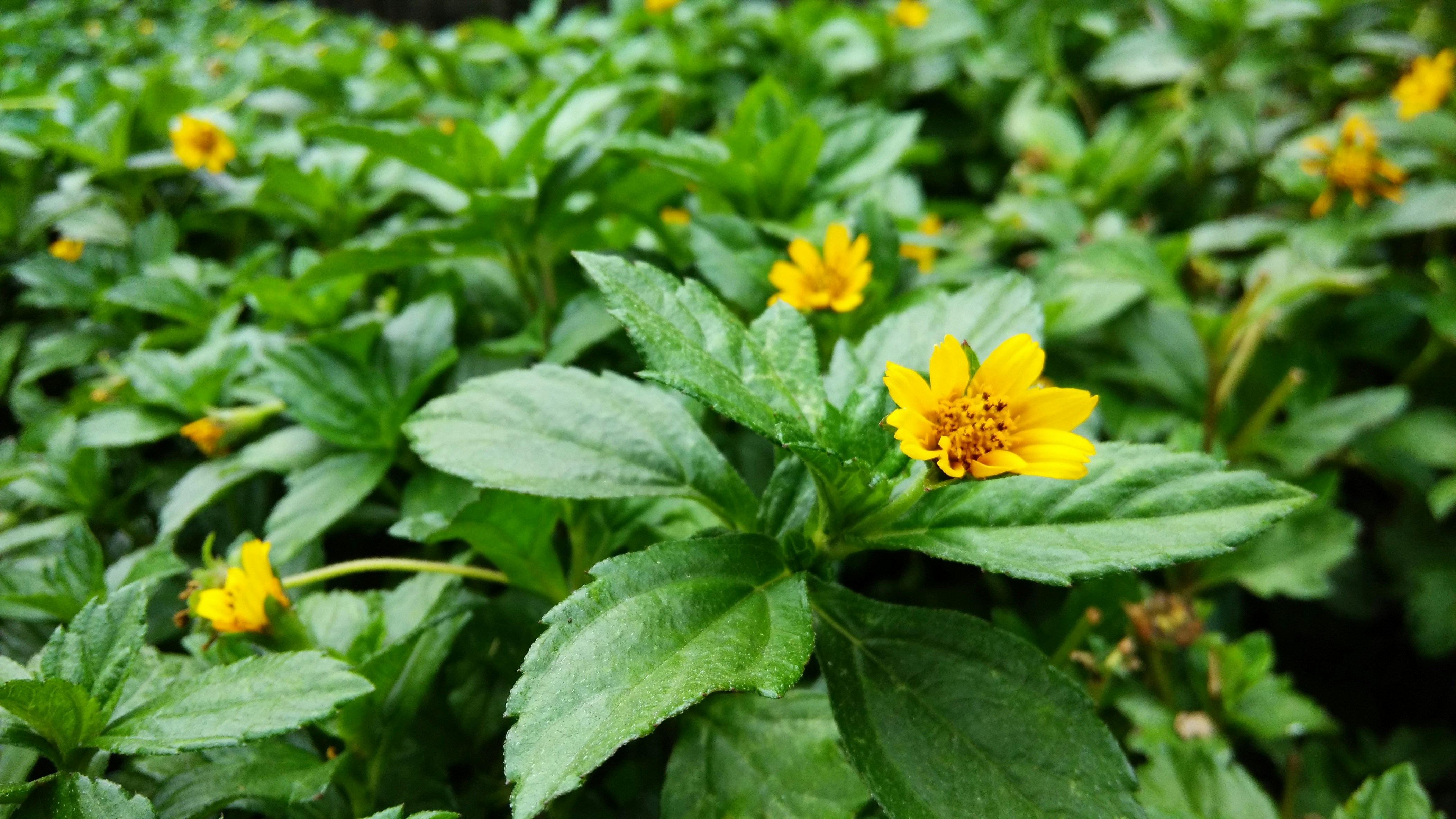 Ястребинка оранжево-красная Леопард (Leopard) (Hieracium aurantiacum 'Leopard')