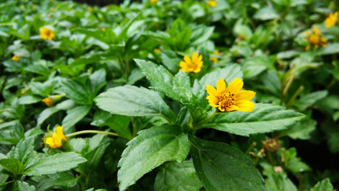 Нечуй ветер трава фото Нечуй ветер трава фото