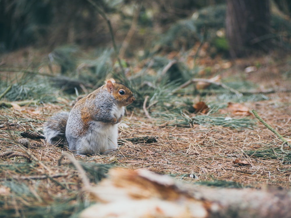 esquilo cinza e marrom em gramíneas marrons