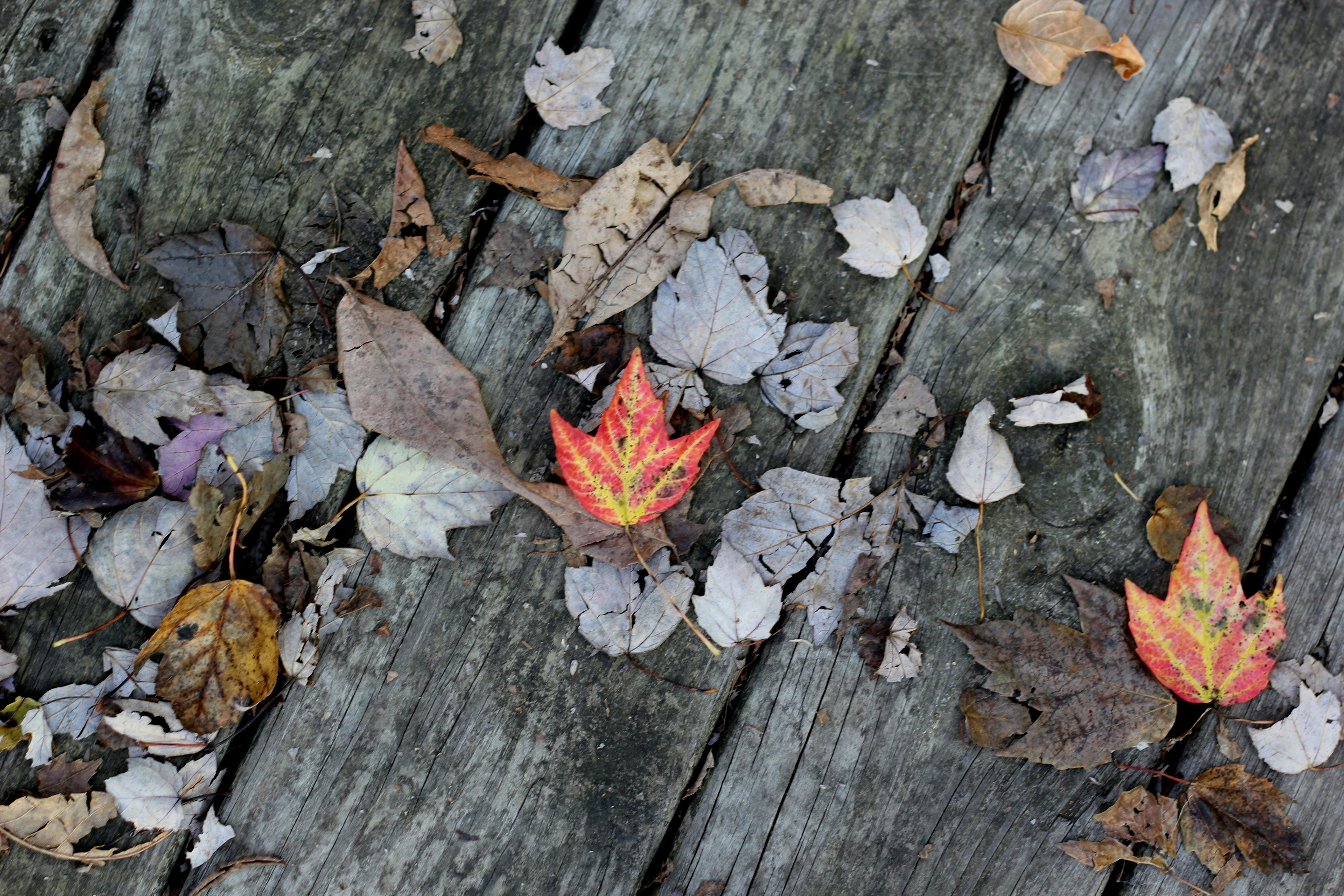 Free Unsplash photo from Allison Wopata