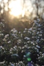 white petaled flowers