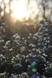white petaled flowers
