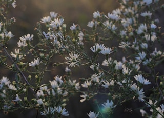 white petaled flowers