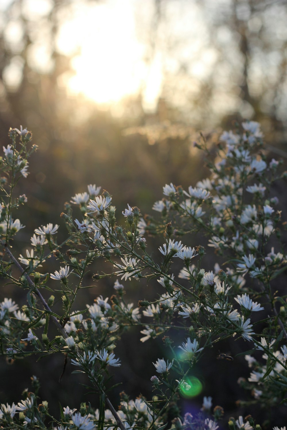 white petaled flowers