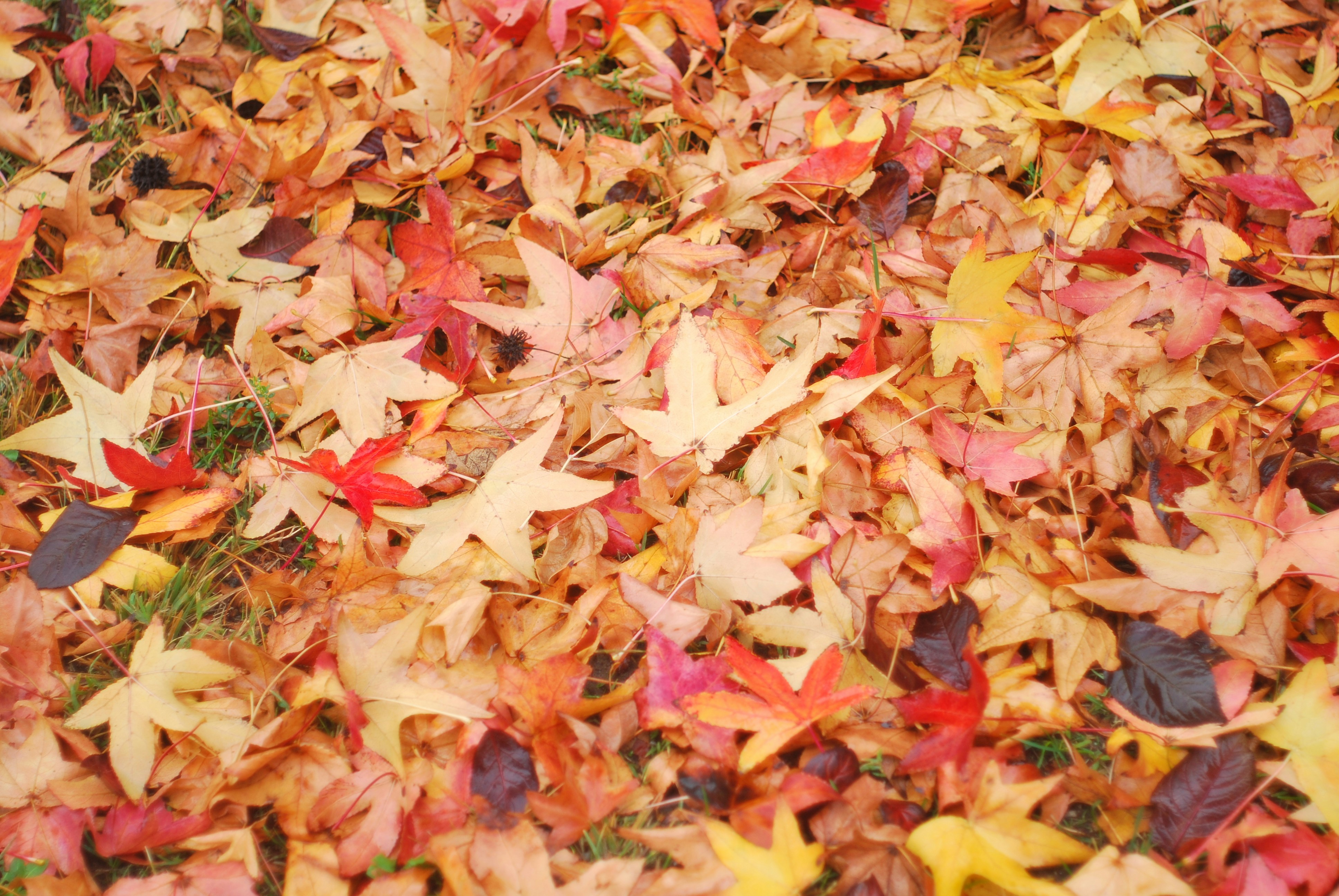 Free Unsplash photo from Cristopher  López E.