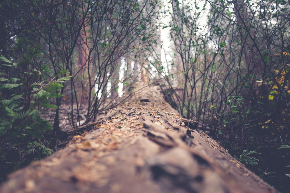 pathway between green leafed plants