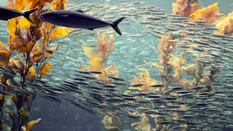 Close-up of colorful fish swimming among seaweed in clear waters.
