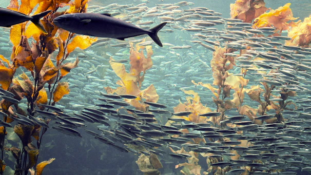 Close-up of colorful fish swimming among seaweed in clear waters.