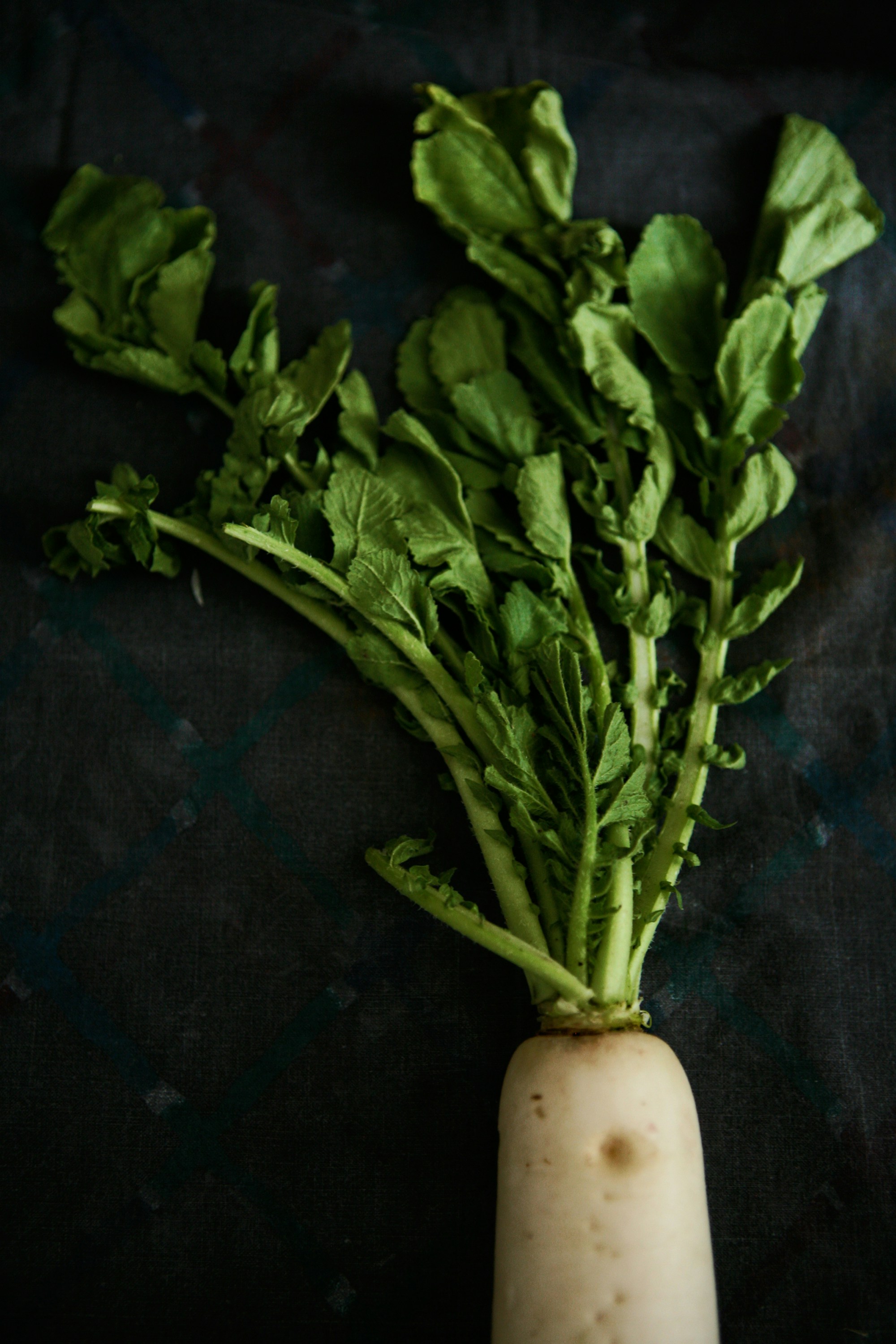 The Ultimate 2025 Fall Gardening Guide: How to Grow Perfect Daikon Radishes in 40-60 Days