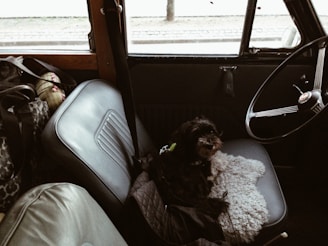 A small black dog sits on the front passenger seat of an old car, surrounded by bags and soft objects. The interior features worn leather seats, a vintage steering wheel, and muted lighting, conveying a sense of nostalgia and coziness.
