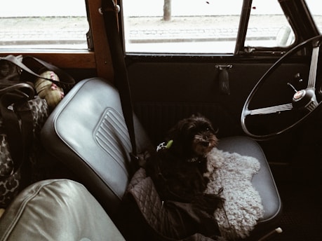 A small black dog sits on the front passenger seat of an old car, surrounded by bags and soft objects. The interior features worn leather seats, a vintage steering wheel, and muted lighting, conveying a sense of nostalgia and coziness.