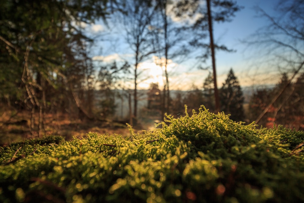 green leafed plant during daytime