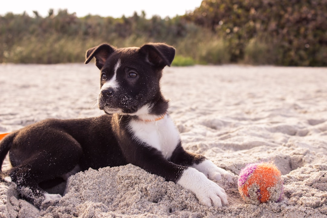 short-coated black and white puppy playing on gray sands