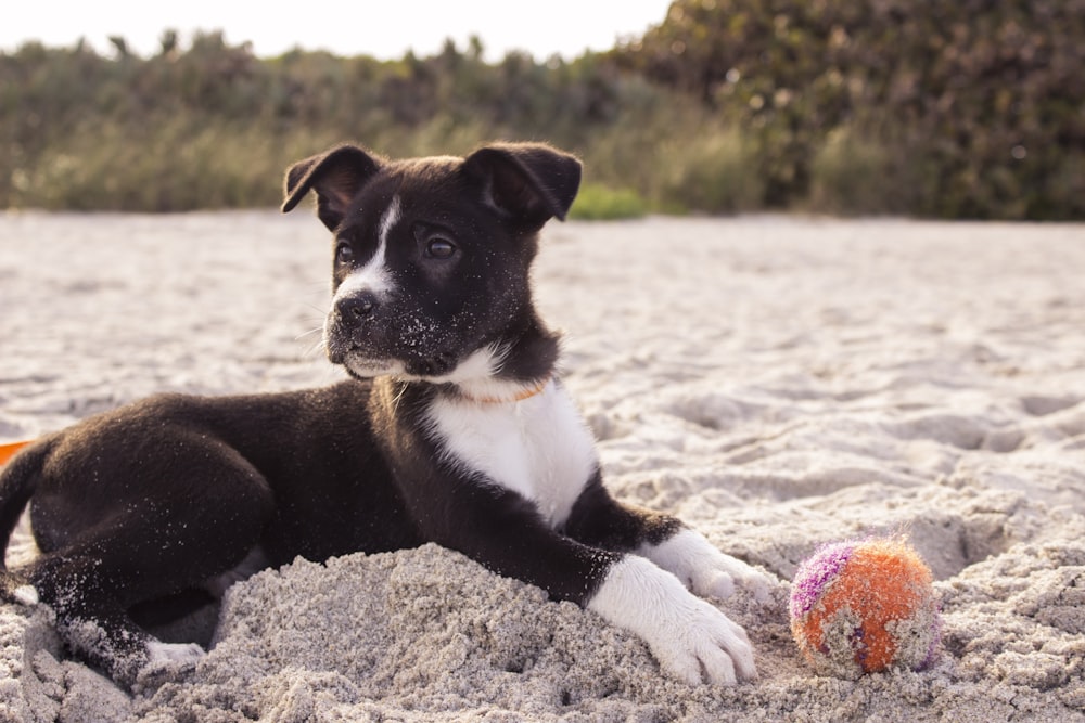 short-coated black and white puppy playing on gray sands