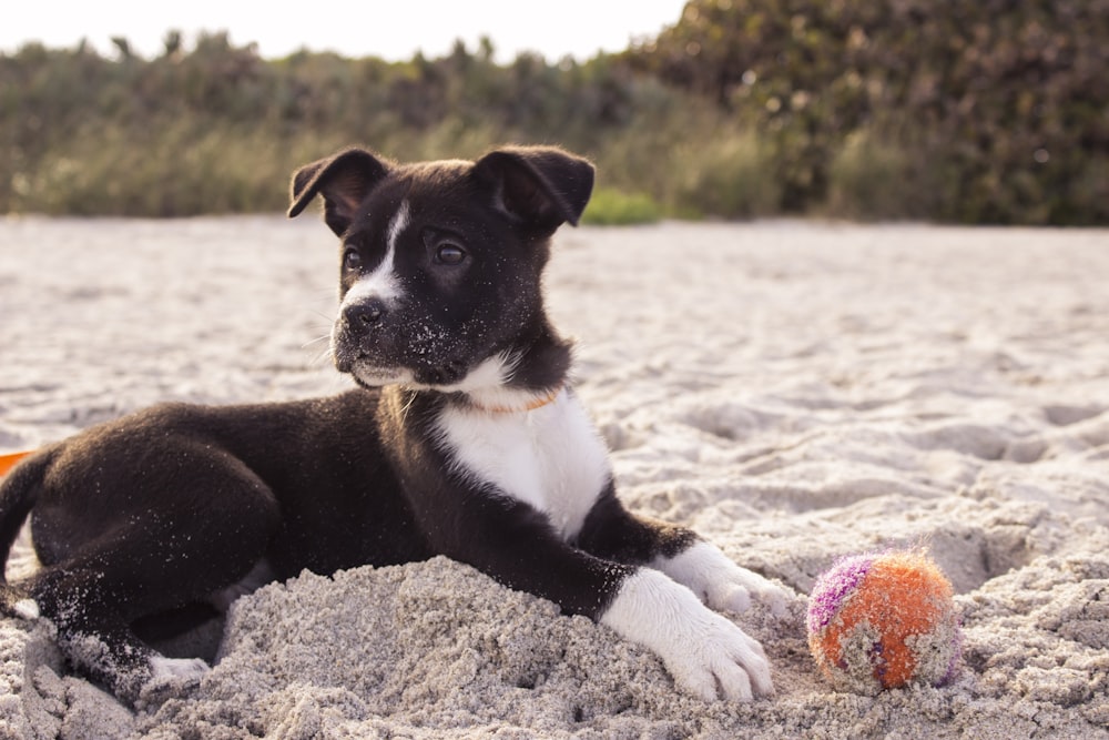 灰色の砂浜で遊ぶショートコートの黒と白の子犬