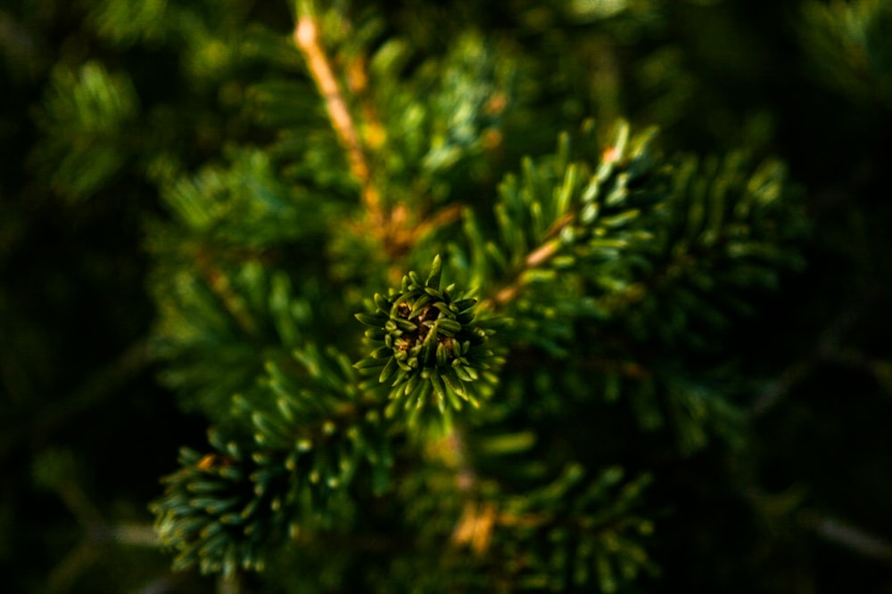 Fotografia de foco raso de plantas verdes