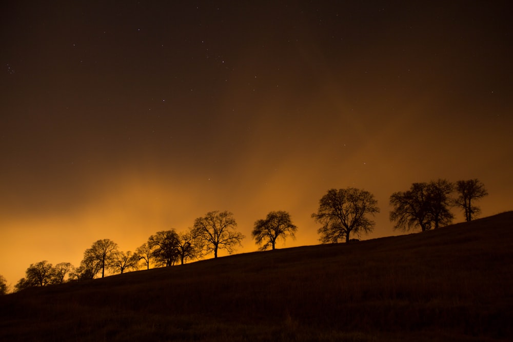 trees on top of hill