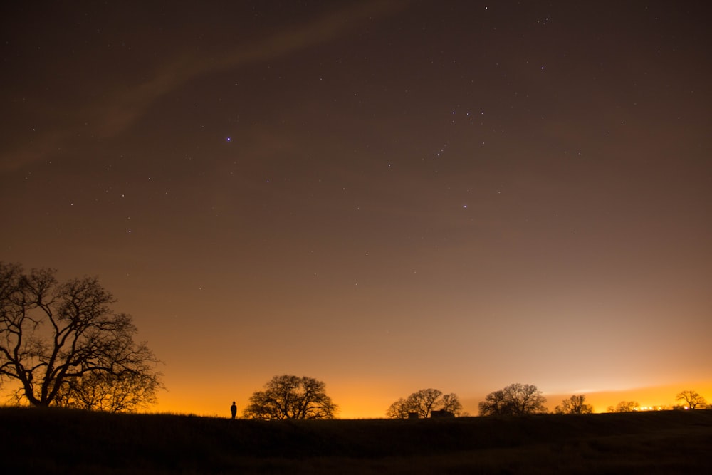 silhouette of trees