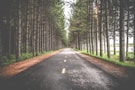 empty asphalt road in between row of trees