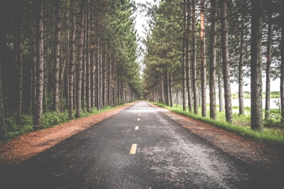 empty asphalt road in between row of trees