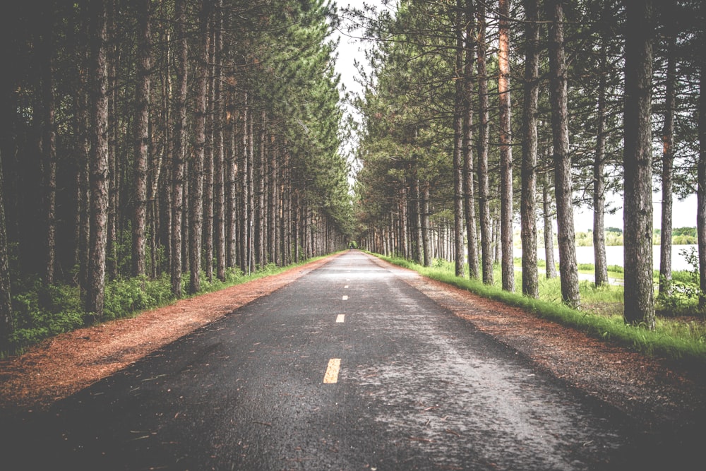 strada asfaltata vuota tra fila di alberi