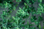 selective focus photograph of green leafed plant