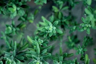 selective focus photograph of green leafed plant