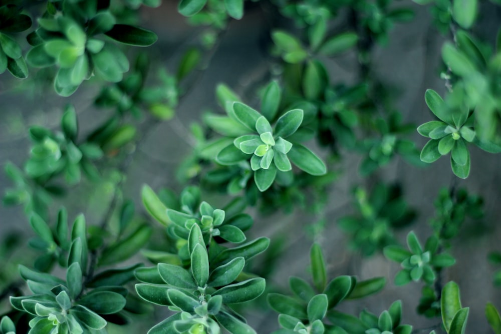 緑の葉植物の選択焦点写真