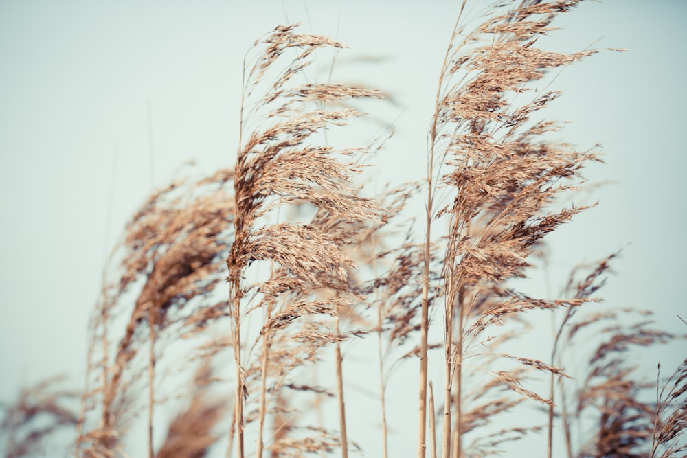 photography of plants under white sky during daytime