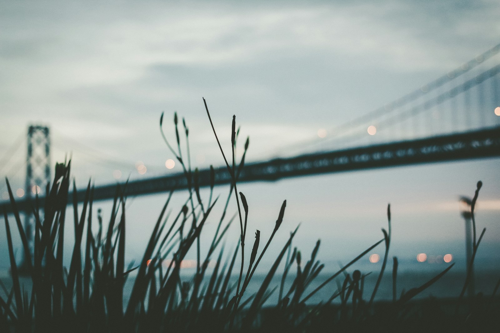 Canon EOS 70D + Canon EF 40mm F2.8 STM sample photo. Silhouette of grasses photography