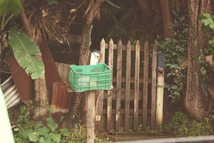 An old wooden picket fence surrounded by lush green foliage and tropical plants. A worn, green plastic crate is mounted on a post in front of the fence. Weathered metal sheets and tree trunks frame the scene, giving it a rustic and overgrown look.