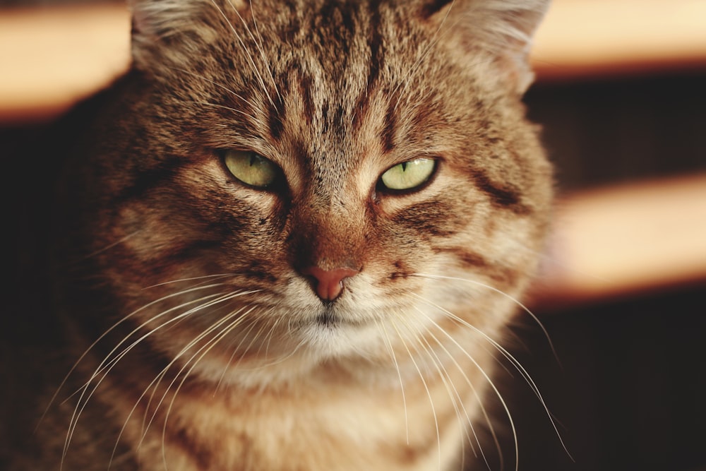 a close up of a cat with green eyes