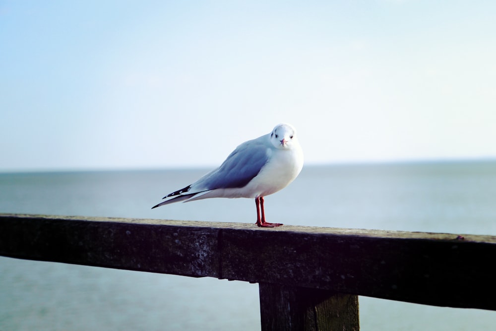 white and blue bird on rail